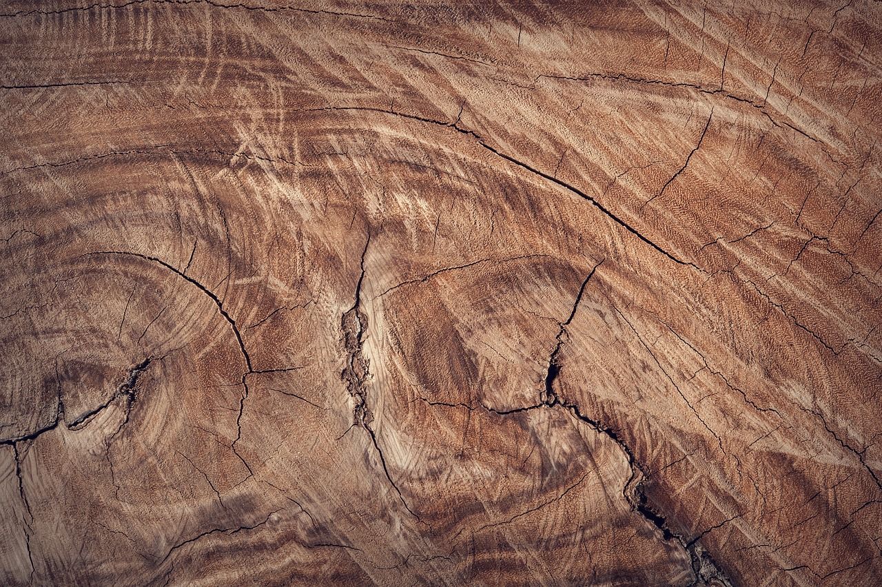 Drewno – przestarzały materiał czy modny surowiec? Sprawdzamy!